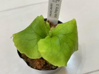 ビカクシダ Platycerium ridieyi Center Borneo Wild 園芸ネット本店｜ビカクシダ（コウモリラン）：リドレイセンター