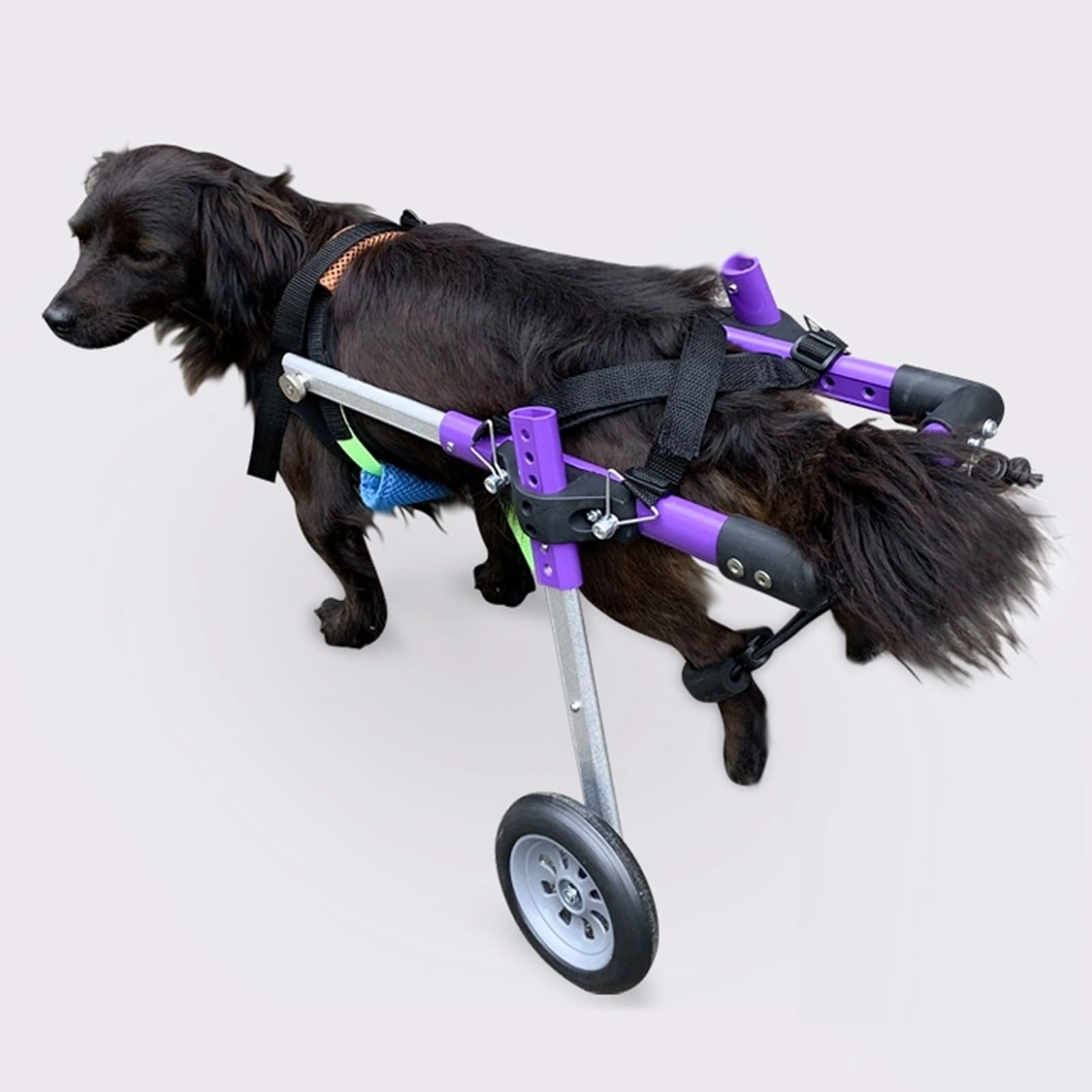 Silla de ruedas para patas traseras: devuelva la movilidad a su mascota lesionada 1