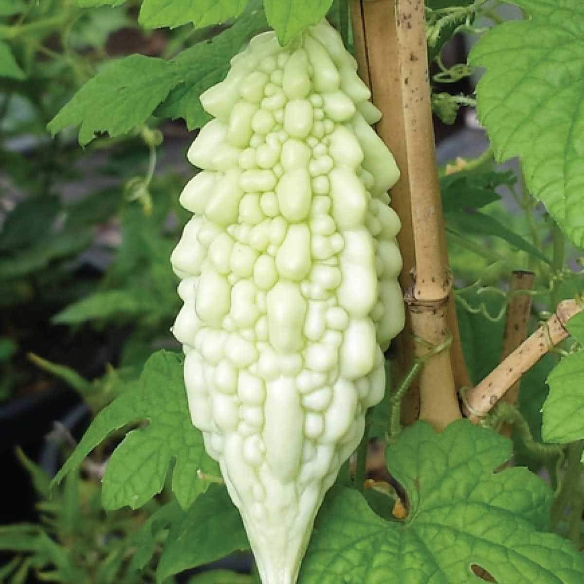 See full amazon price history chart for GARDENIFY INDIA WHITE BITTER GOURD SEEDS (50 SEEDS/PACKET) GARDENIFY INDIA WHITE BITTER GOURD SEEDS (50 SEEDS/PACKET) (B093TQSZH1) Amazon Price History, Amazon Price Tracker