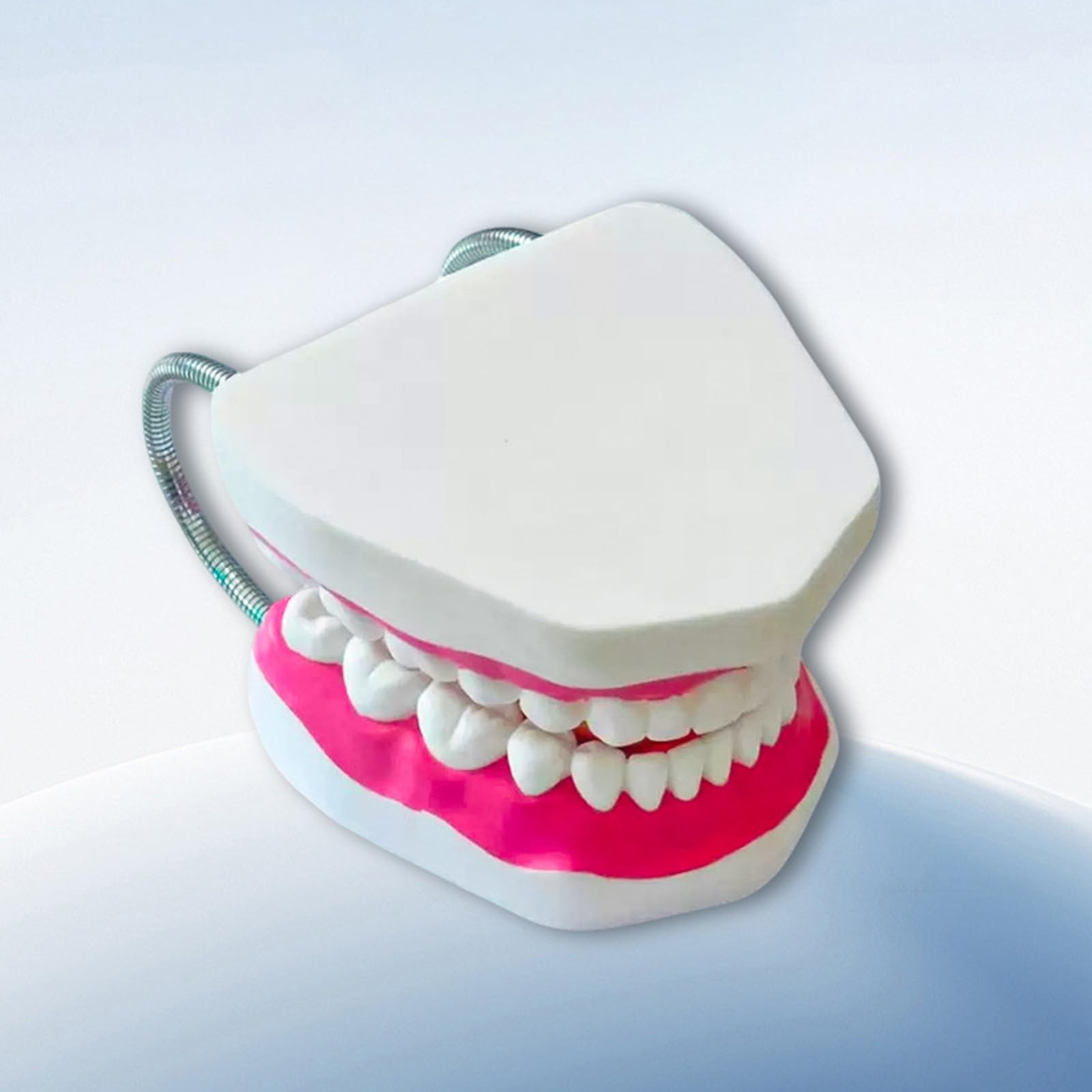 Modello di Denti Standard - Modello di Denti per Educazione - Modello Typodont Standard per Adulti per Dimostrazione di Protesi Dentale per Esposizione Pulita, Educazione