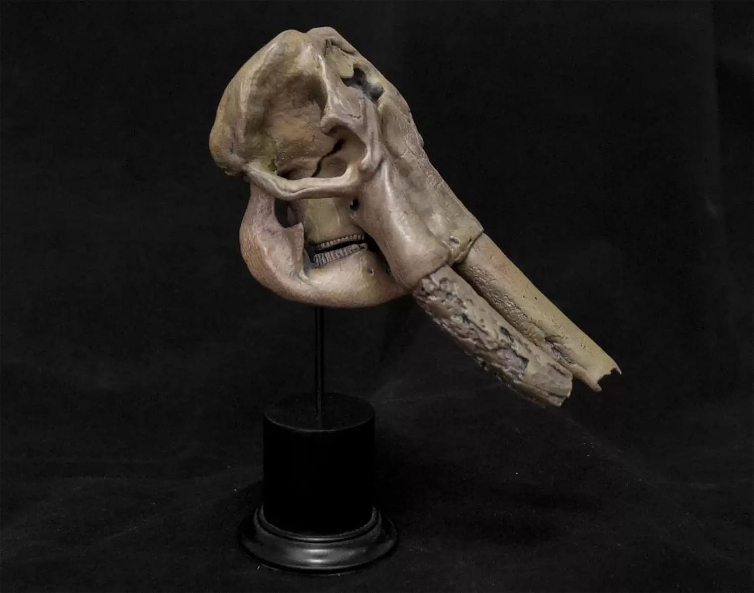VWUVWU 1:20 Scale Huanghe Flumen Stegodon Figure Stegodontidae Model Animal GK Decor Skeleton Collector Gift for Adult