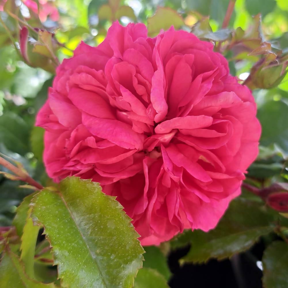 YouGarden Harkness Roses Elizabeth's Rose, 1 x 4 Litre Pot