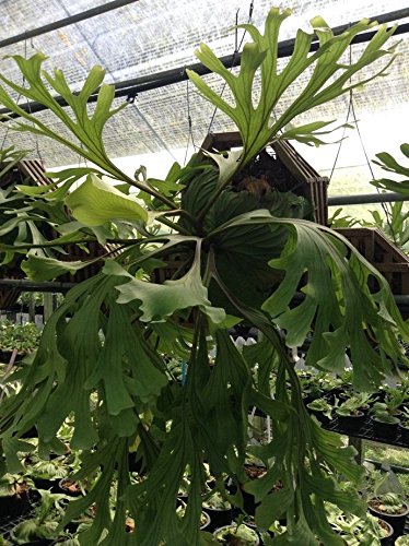 Buy Generic Staghorn Fern The Spore Of Platycerium Ridleyi Var Mutate Online At Low Prices In India Amazon In Buy Generic Staghorn Fern The Spore Of Platycerium Ridleyi Var Mutate Online At Low Prices In India Amazon In