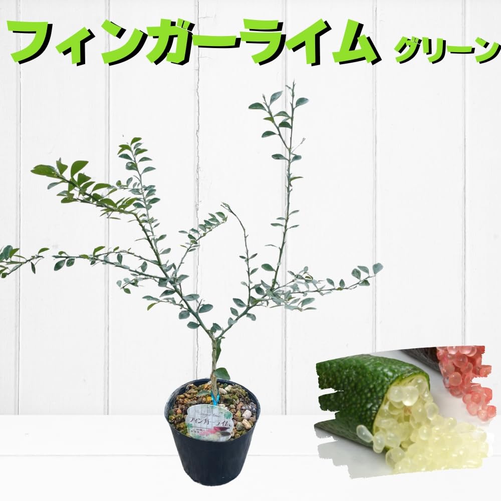 Amazon.co.jp: フィンガーライム苗 4.5号ポット接木苗 (グリーン