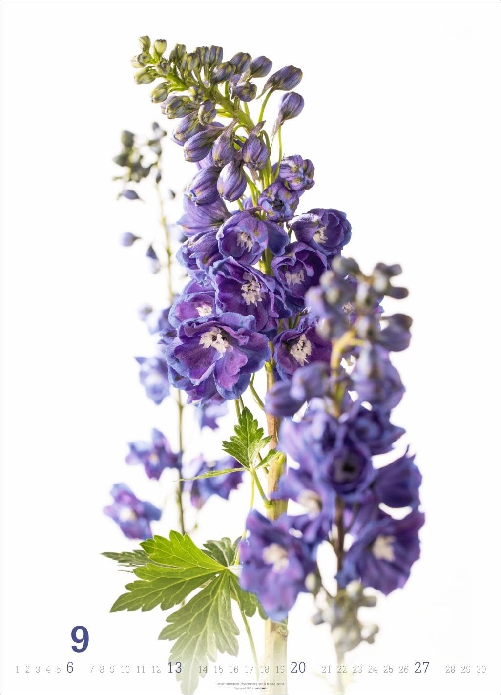 Blütenbilder Kalender 2026: Großer Jahres-Wandkalender mit stilvollen Fotos prachtvoller Blüten. Blumen-Kalender für die Wand. 49 x 68 cm. Hochformat