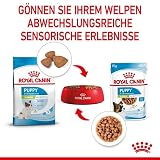 ROYAL CANIN X-Small Puppy | Doppelpack | 2 x 12 x 85 g | Feuchtnahrung für besonders kleine Hundewelpen | Bis zum 10. Lebensmonat | Mit Häppchen in Soße | Im Pouchbeutel