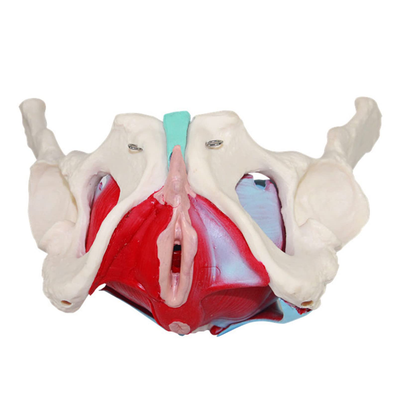 Medyczny Anatomiczny Model Miednicy Żeńskiej, Naturalnej Wielkości Model Anatomiczny Mięśni Dna Miednicy Żeńskiej, Materiał PVC Z Wyjmowanymi Częściami, Magnetyczne Mocowanie