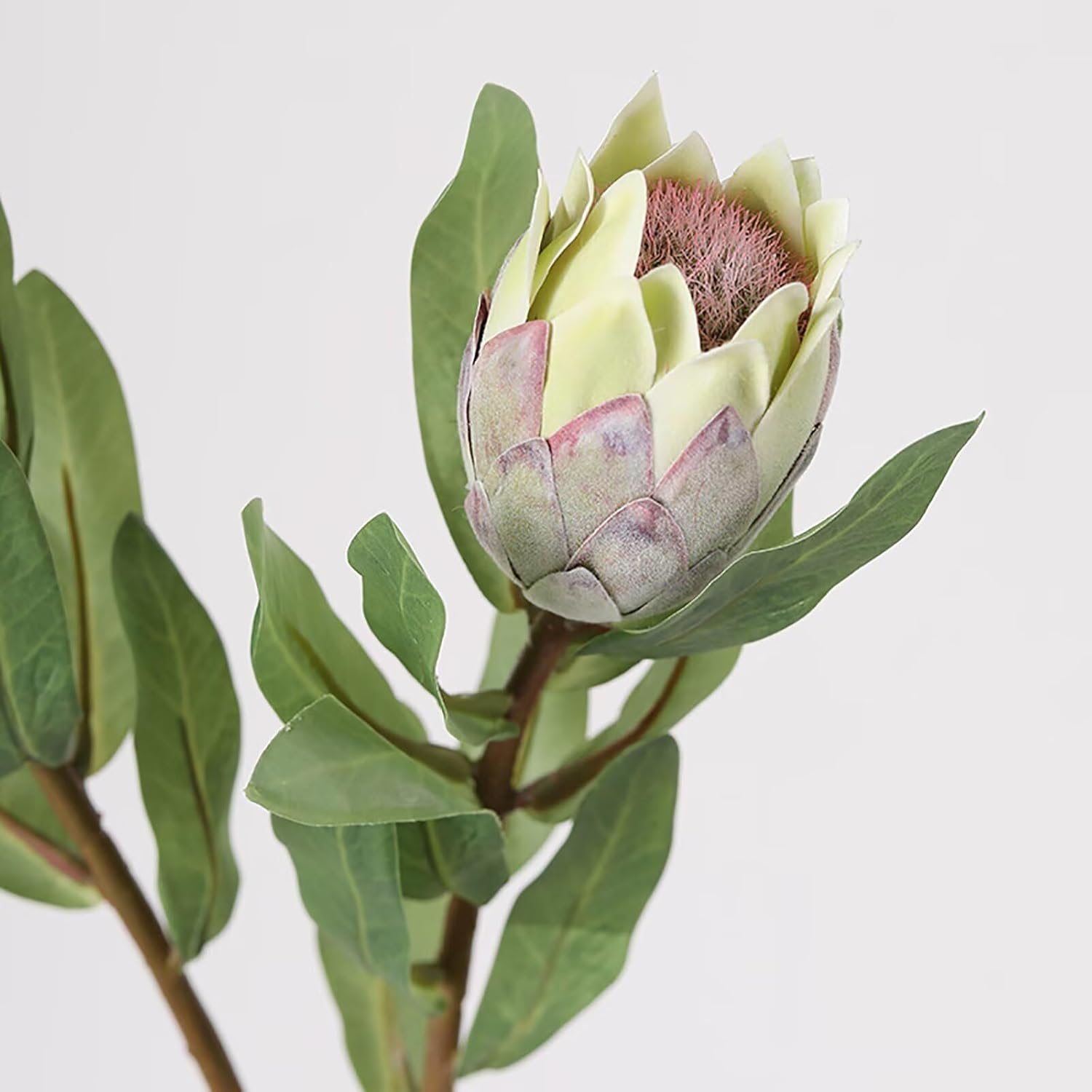 5 Pcs Artificial King Protea Flowers, Green Faux Protea Cynaroides Tropical Realistic King Protea Flower with Stem for Indoor Table Centerpiece Wedding Home Party Decoration