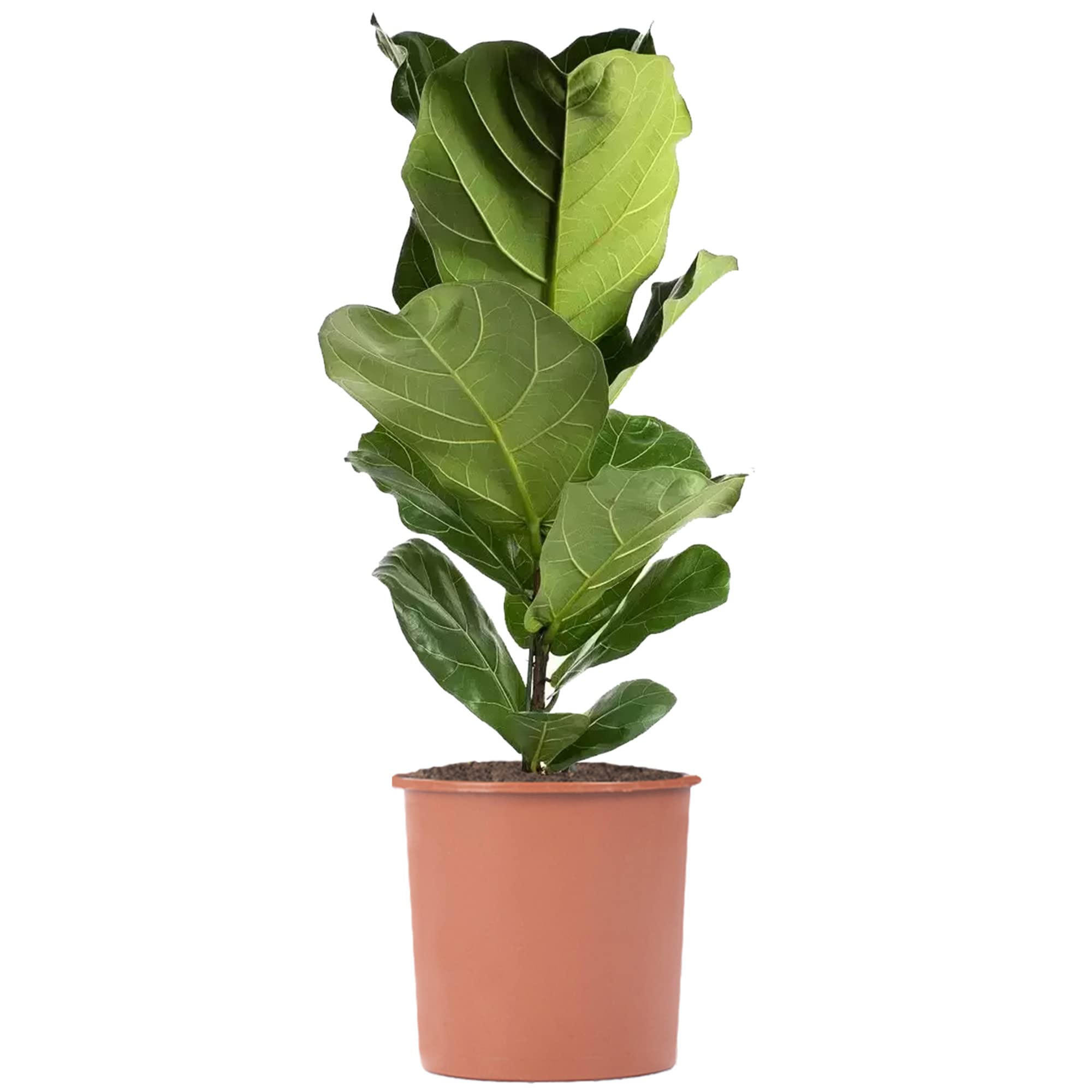 Fiddle-Leaf Fig - Ficus lyrata | Vibrant Indoor Air Purifier | Tall Potted House Plant | 80-100cm (Incl. Pot)