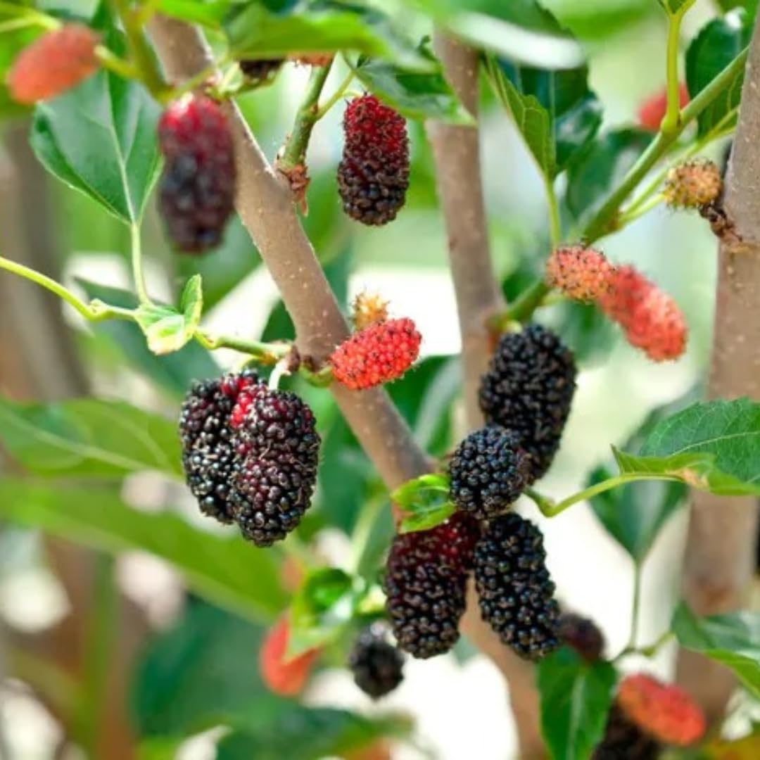 GREEN GARDEN SHOP Live Exotic Air Layered Healthy Shahtoot/Mulberry Fruit Plant, Pack of 1 (B0CPWB22D8) Amazon Price History, Amazon Price Tracker