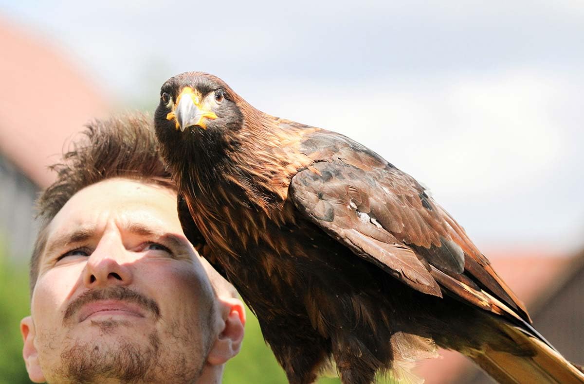 JOCHEN SCHWEIZER Geschenkgutschein: Spaziergang mit Greifvogel Pollhagen