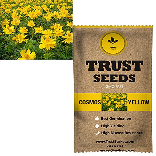 TrustBasket Premium Cosmos (Yellow) Flowers Seeds (Hybrid) | Sow and Grow Fresh Healthy Seed in Your Garden Perfect for Home & Terrace Gardening High Germination Seeds (B06W2MTTFX) Amazon Price History, Amazon Price Tracker