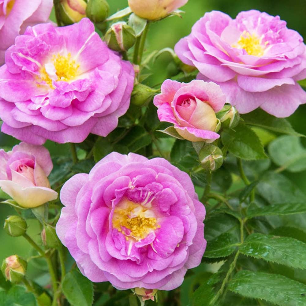 【貴重美品】湖に咲く薔薇 貴重美品】湖に咲く薔薇 51leKlAF+yL._AC_SY200_QL15_.jpg