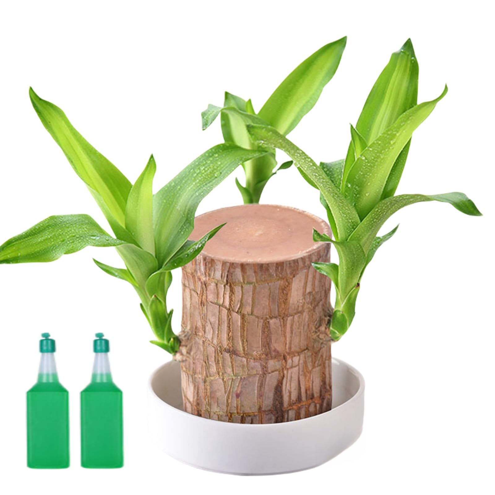 Mini Brazil Lucky Wood,Brazilian Lucky Wood for Office,Purifying Indoor Air Brazilian Hydroponic Wood,Tree Stump,Sprouting Lucky Bam-boos Wood for Desk Decor,Ma-gic Sprouting Lucky Bam-Boo Wood