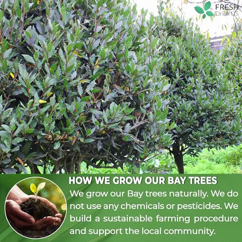 Image of FreshDrinkUS, Premium 18oz Dried Bay Leaves, 100% Natural & Pure from Bay Leaf, Bay Leaves Spice, Wildcrafted, Fresh Harvested, Bay Leaves For Cooking, Sugar-Free, Gluten Free, Caffeine Free, Vegan