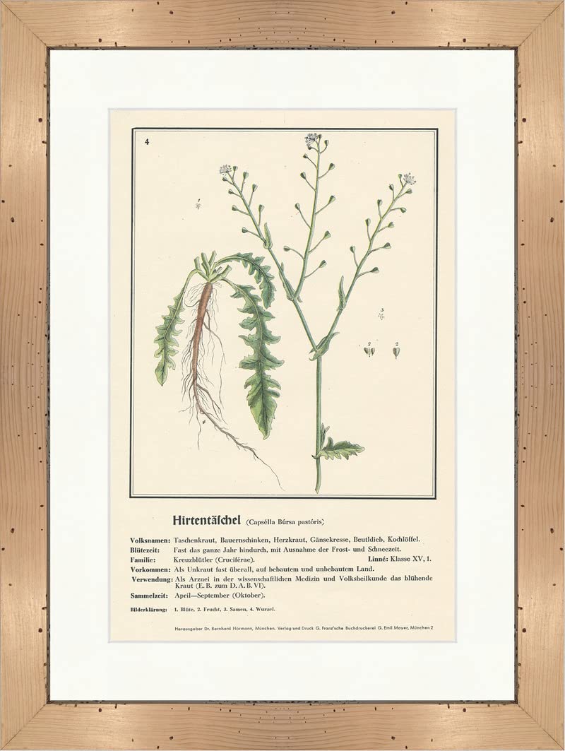 Biller Antik Hirtentäschel Capsella Bursa Pastoris Medical Plants Medical Herbs 175 Framed