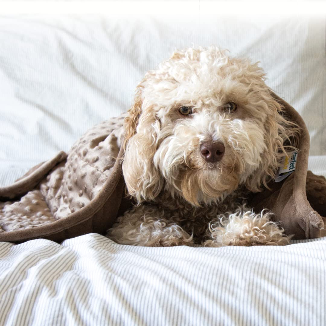 Do Dogs Like Blanket