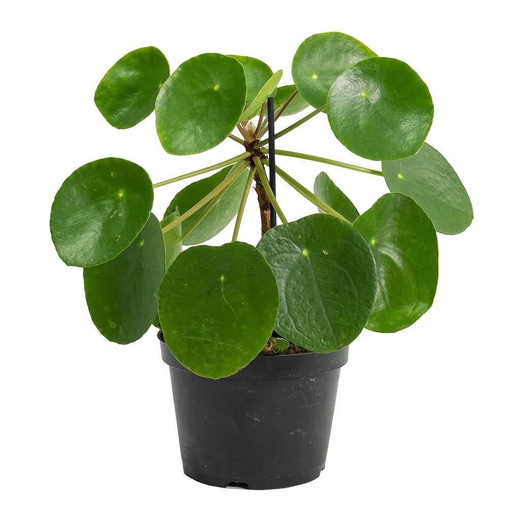 See full amazon price history chart for Sumit Greenery New Chaini Money Plant Bettal Piliya - Live Plant with Complimentary Pot (1 Pack) Sumit Greenery New Chaini Money Plant Bettal Piliya - Live Plant with Complimentary Pot (1 Pack) (B0BR19CZ78) Amazon Price History, Amazon Price Tracker
