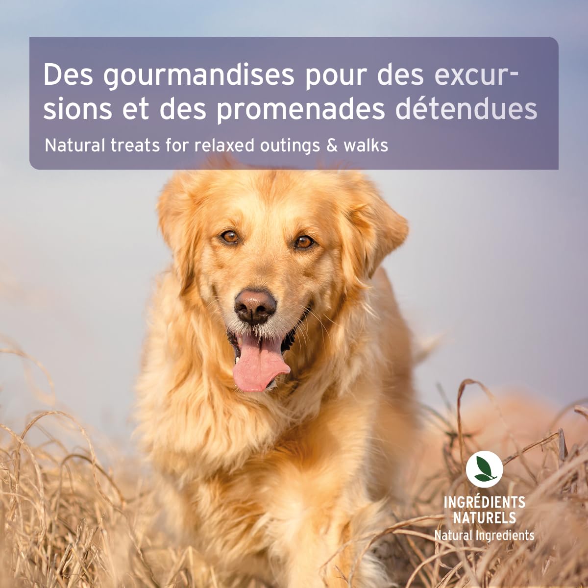 AniForte Snack Relax, Friandise Premium pour Chiens 300 g - Détente et apaisement Naturel, Snack Anti-Stress, à la valériane, à la mélisse et au romarin, Aide en Cas d'anxiété et de nervosité