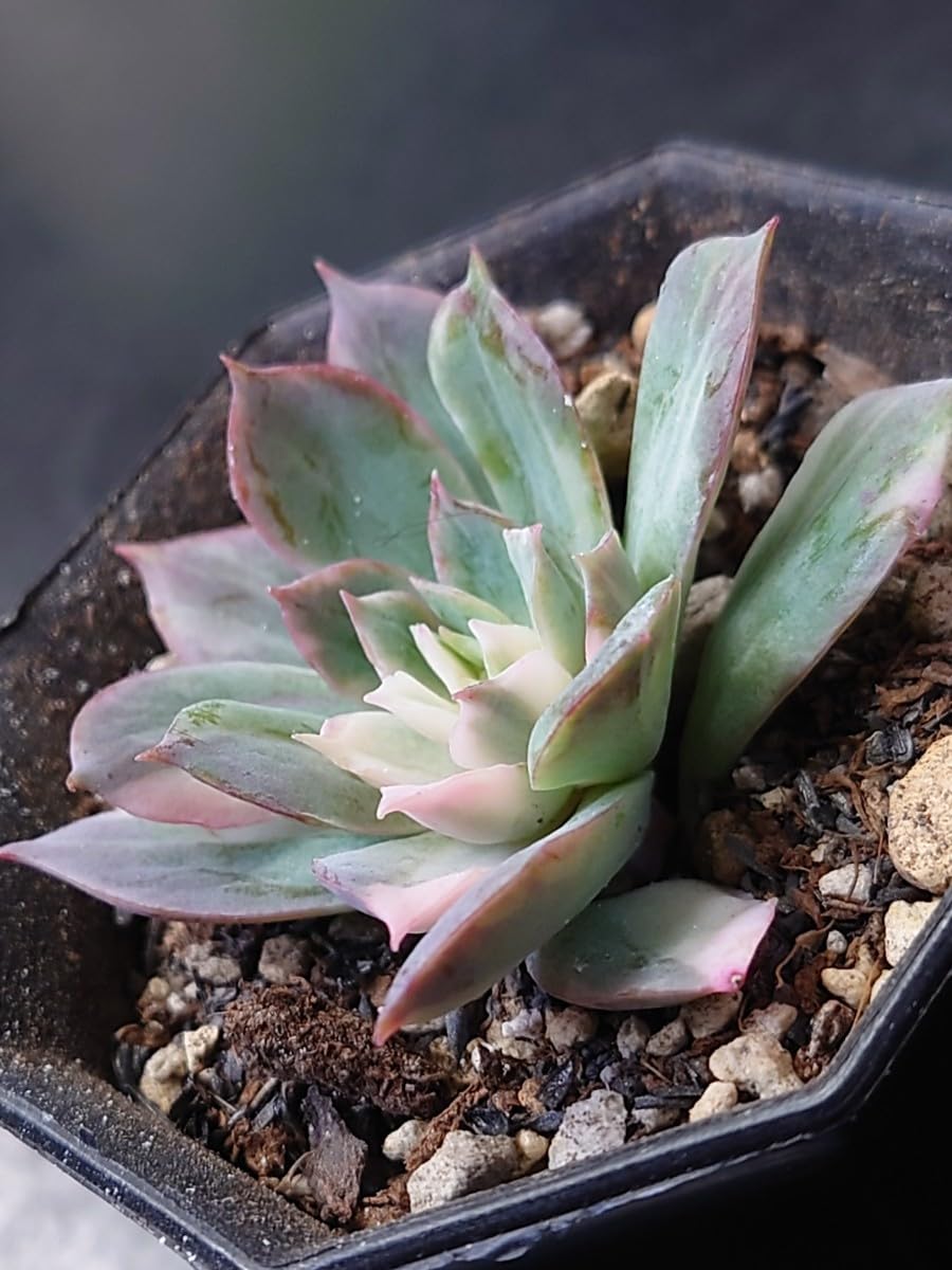 多肉植物 韓国苗 ブラッドブリアナ錦 多肉植物 韓国苗 ブラッドブリアナ錦