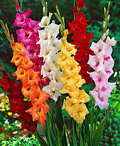 Kraft Seeds by 10CLUB Gladiolus Flowering Bulbs (Multicolor, 8 Bulbs) | Fragrant Flower Bulbs for Home Gardening | Bulbs for Indoor Home Decor | Flowering Bulbs | Fresh Bulbs for Flower Pots