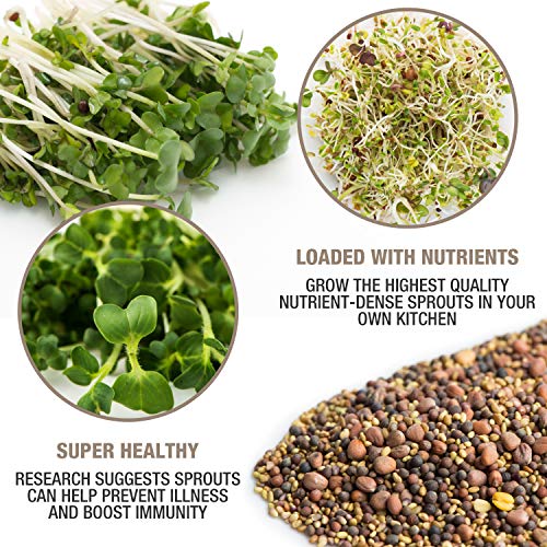 Mumm's Sprouting Seeds - Spring Salad Mix - 250 GR - Organic Sprout Seed Kit - Broccoli, Radish, Alfalfa and Red Clover