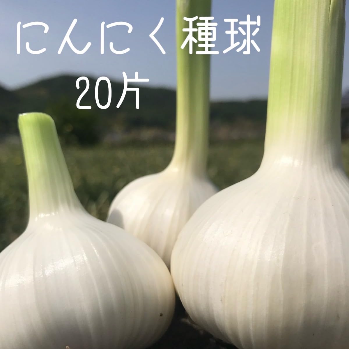 L〜SSサイズ混合キズ　無臭ニンニク種・球根 3kg(100粒以上)その⑧ 種 球根 にんにく 国産 約1kg 】 サイズ無選別 Sサイズ～L