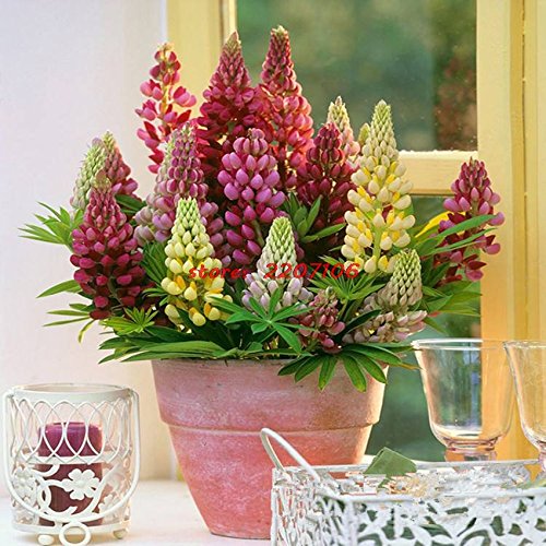 Creative Farmer Flower Seeds Lupine Exotic Seeds Flowering Plants For