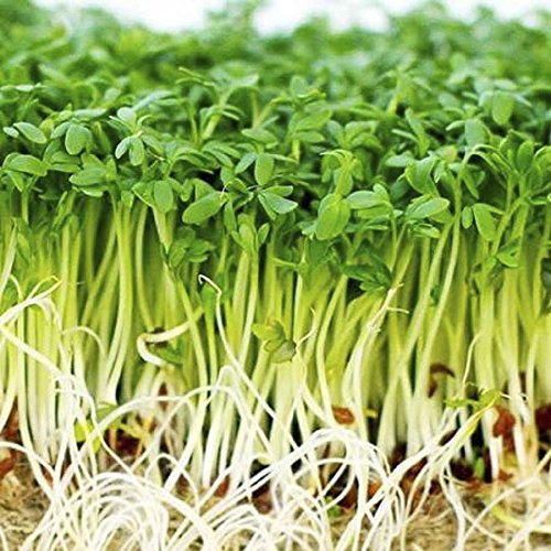 Creative Farmer Herbal Plant Seeds Cress (Lepidium Sativum) Kitchen