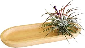 Modern Shape Rubber Wood Air Plant Display Tray, 7.5-Inch Air Plant Holder Dish, Table Top Decorations for Tillandsia Ionantha Andreana Bulbosa Air Plant