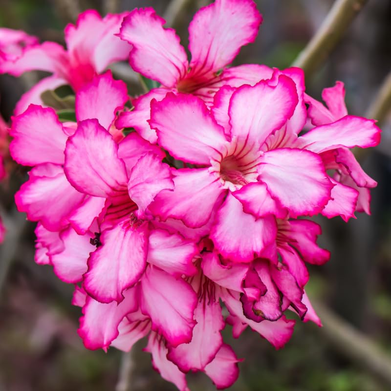 2 Adenium Obesum Desert Rose Plants, Pink Desert Rose Plants Live...