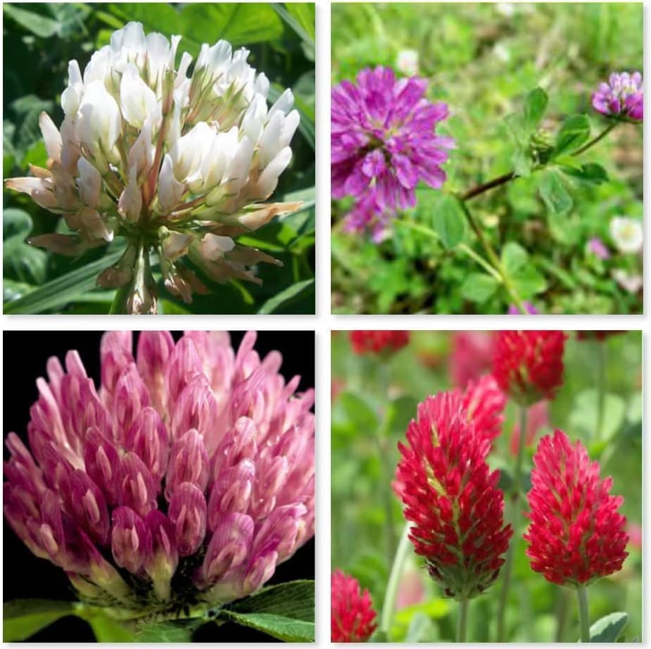 Red Clover and White Micro Clover, Meadow Flower Seed Mix, 4 Types, Annual, Bee-Friendly, Plant Seeds for Outdoor Use (100 Grams)