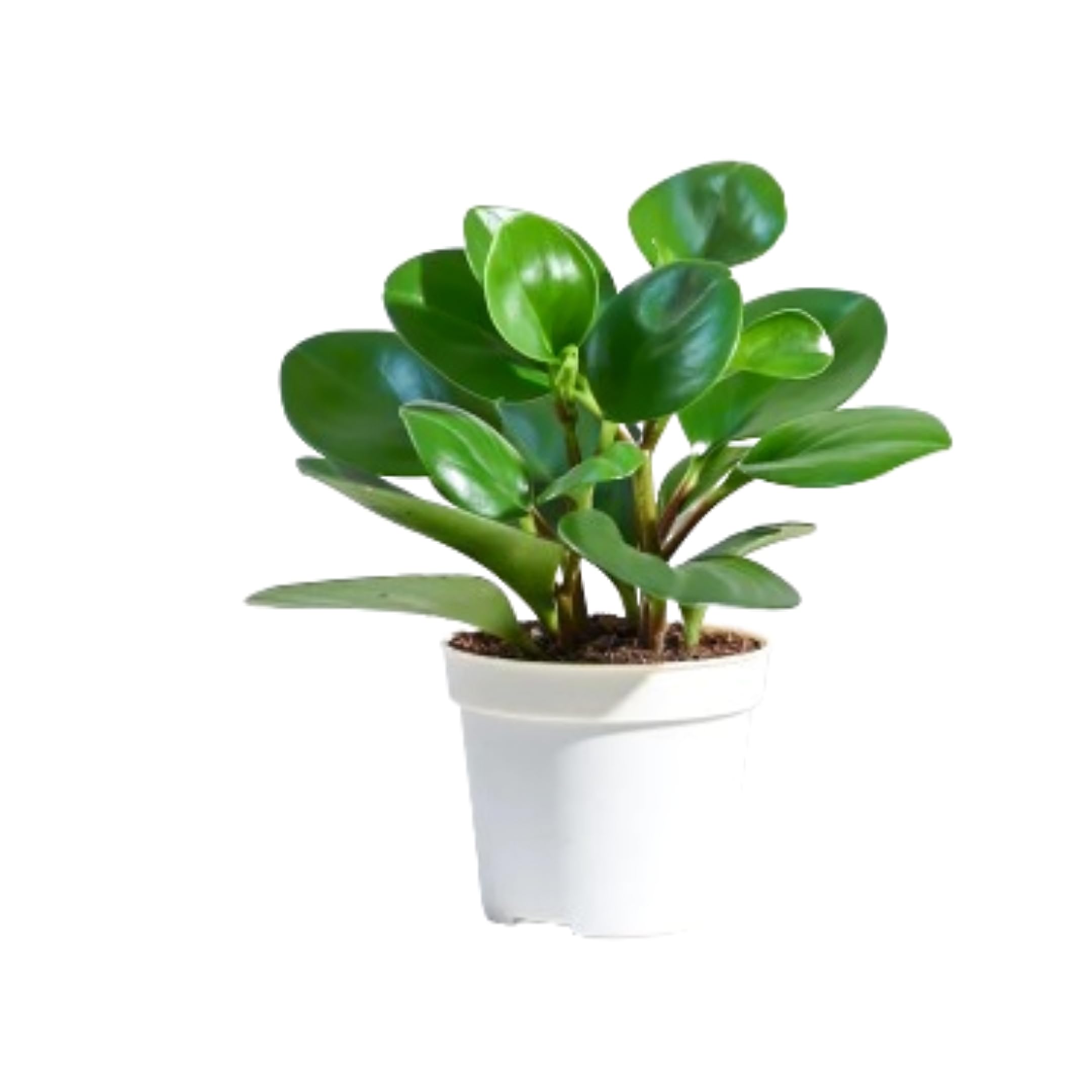 PLANT STORE® Peperomia Green Live Plant - Pre-Potted in 4-Inch Pot | Easy Care Houseplant for Home & Office Décor (B0D22R2W39) Amazon Price History, Amazon Price Tracker