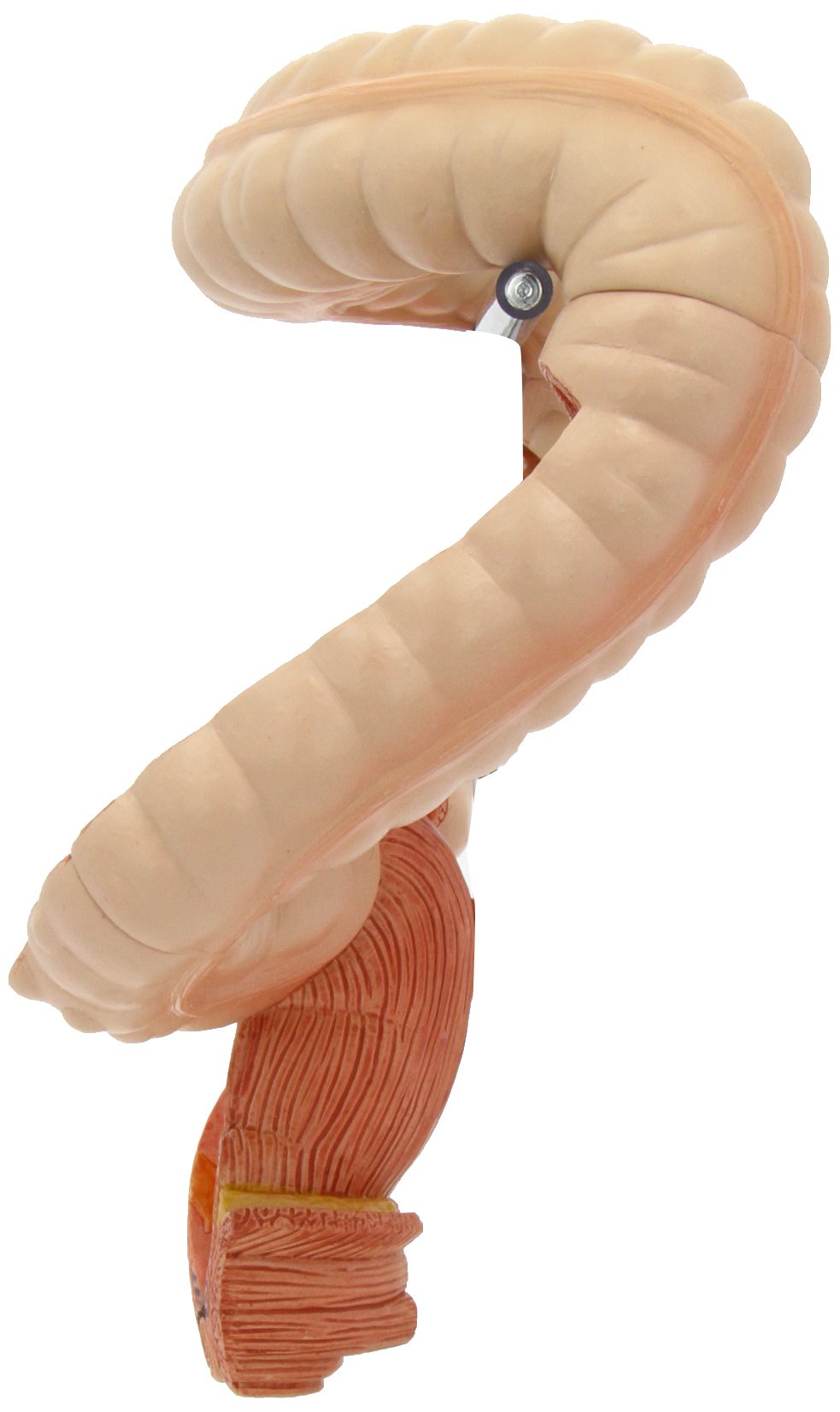 3B Scientific Dickdarm-Modell, K55