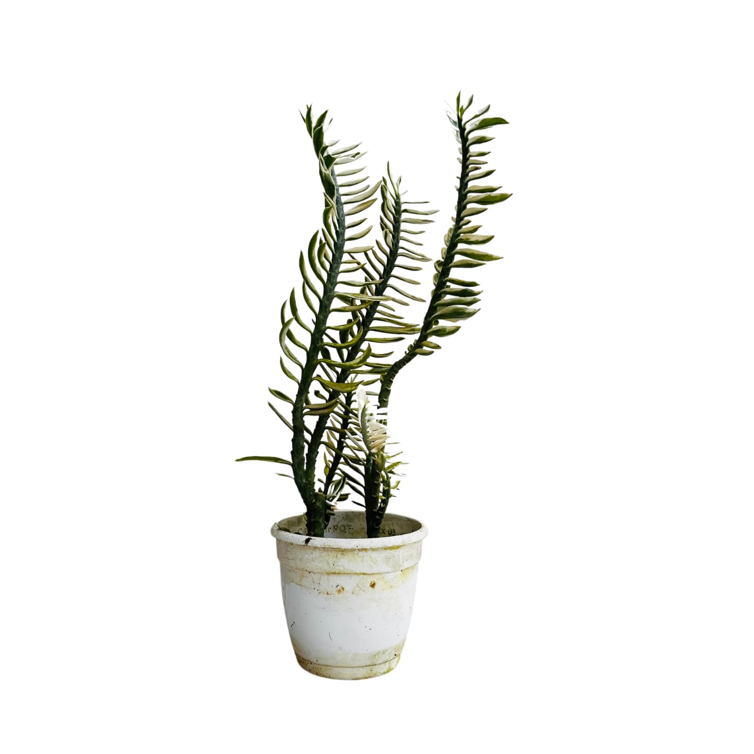 Hug A Plant | Pedilanthus Nana Variegated/Zig-Zag/Devils Backbone (Tithymaloides Nana) - Live Plant (Home & Garden)-image-42