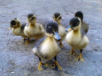 Fertile Duck Hatching Eggs - Barnyard Mix (5+)