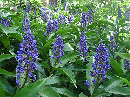 Ginger Roots - 4 Hawaiian Blue Polu Ginger Roots - From A Certified Nursery With The Proper Dept. Of Agriculture Stamp Approved For Export By Discount Hawaiian Gifts #TOP2