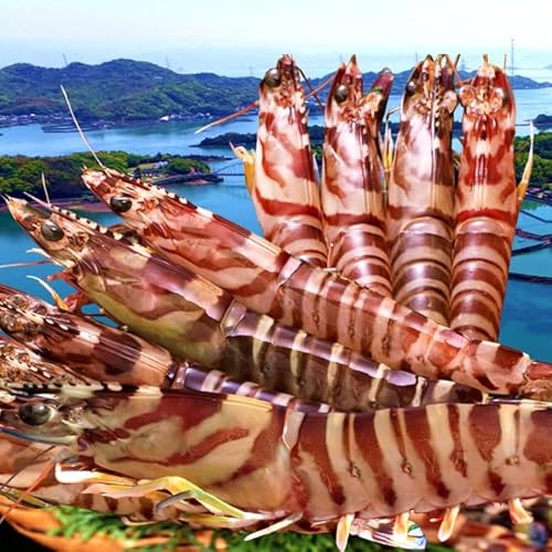 �ԊC�V �������܂� ����3L�y���z�� �����ԊC�V 500g�i8�`11���j������������ �F�{���V���Y �ۘa�� �Ԃ��� �x��Ă� �h�g �{�B�꒼�� �V�N �N���}�G�r