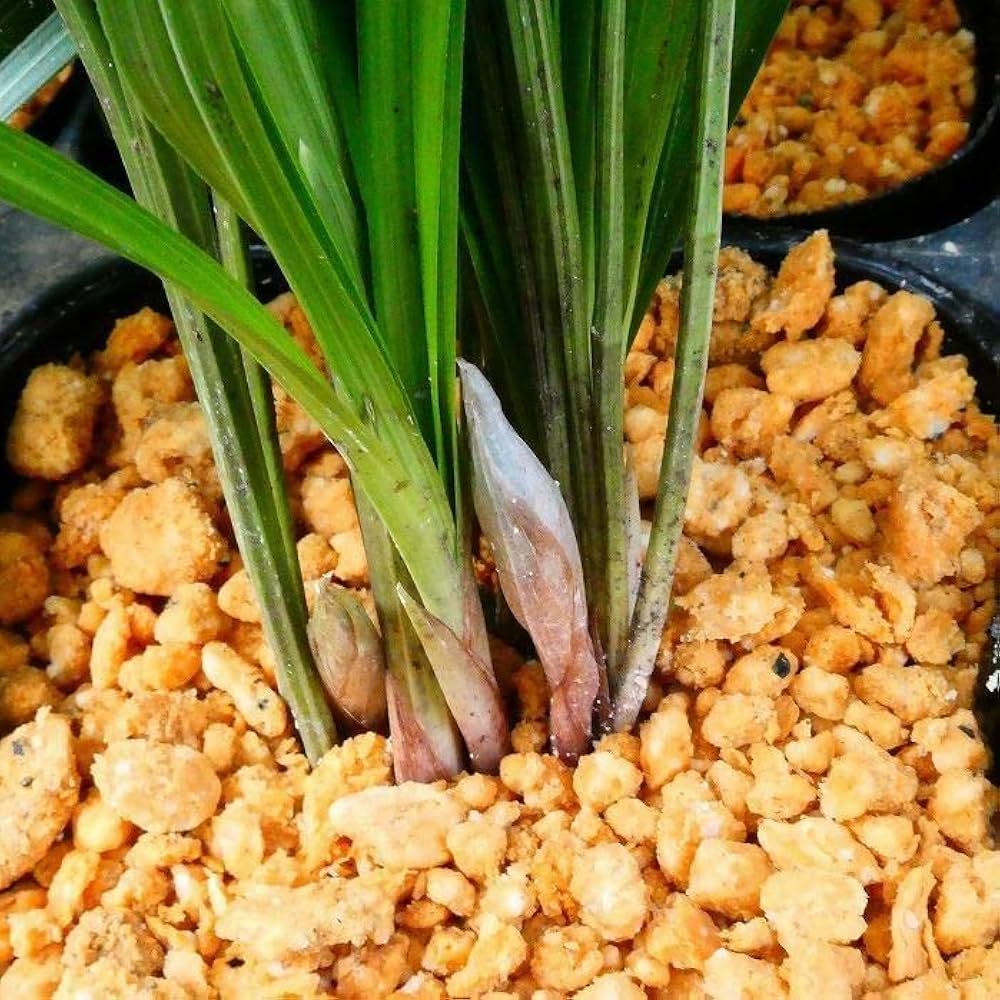 Amazon | 春蘭 苗 3.5号 無銘 山野草 つぼみ付き シュンラン