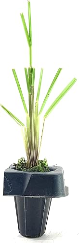 Miniatura 3 de Pampa Grass Blue Bayou  3 plantas vivas  Cortaderia Selloana  Hierba ornamental enana de bajo mantenimiento tolerante a la sequía