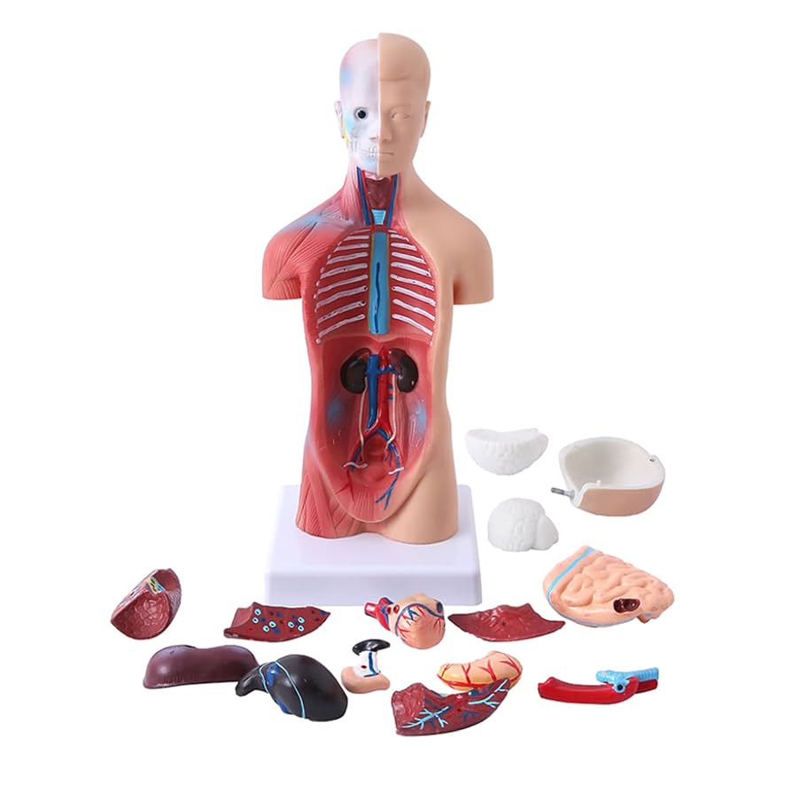 人体模型　解剖学的構造 Amazon.co.jp: 人体模型人体解剖学模型体幹システム構造解剖学