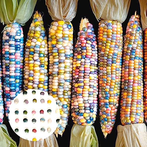 Benoon 40 unids/bolso Semillas de maíz, semillas de alimentos Fast creciendo buena cosecha Ligero rojo Cáscara de maíz semillas de maíz para granja Semillas de maíz coloridas