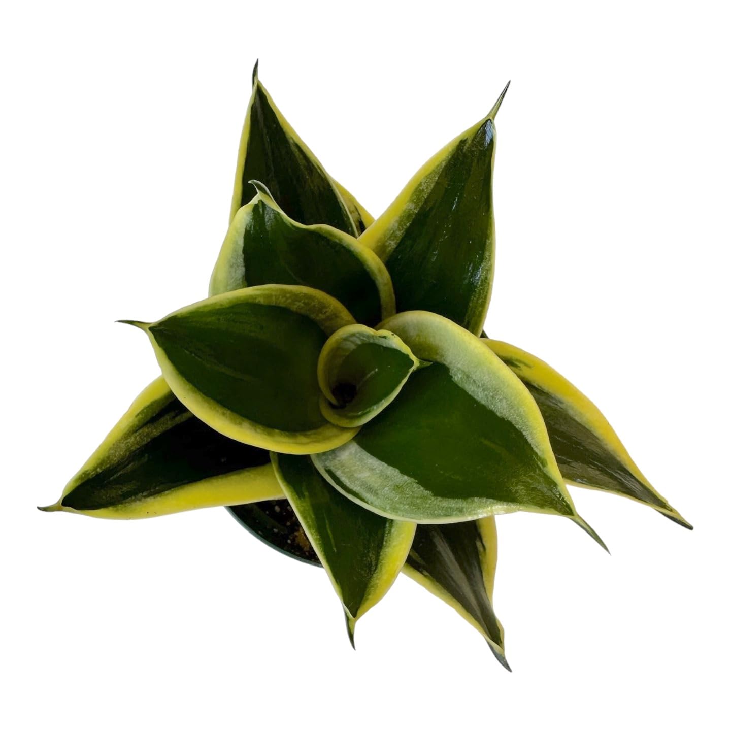 Hopewind Snake Plant Black Gold