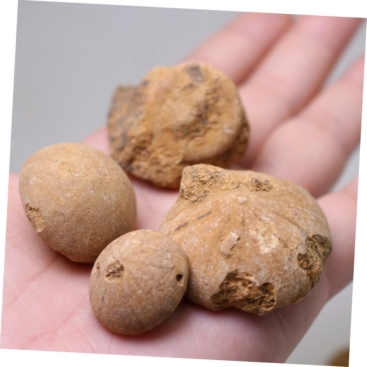 iplusmile 3piezas Sea Urchin Specimen Educational Ornament for Classroom Decoration