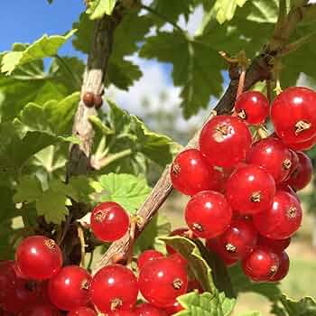 スグリ　苗 61OXGi53tFL._AC_UL210_SR210,