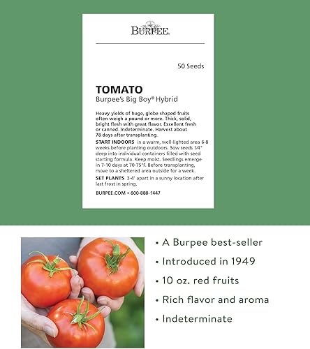 Miniatura 2 de Burpee Big Boy Hybrid - Tomate rojo en rodajas grandes sabor rico 50 semillas