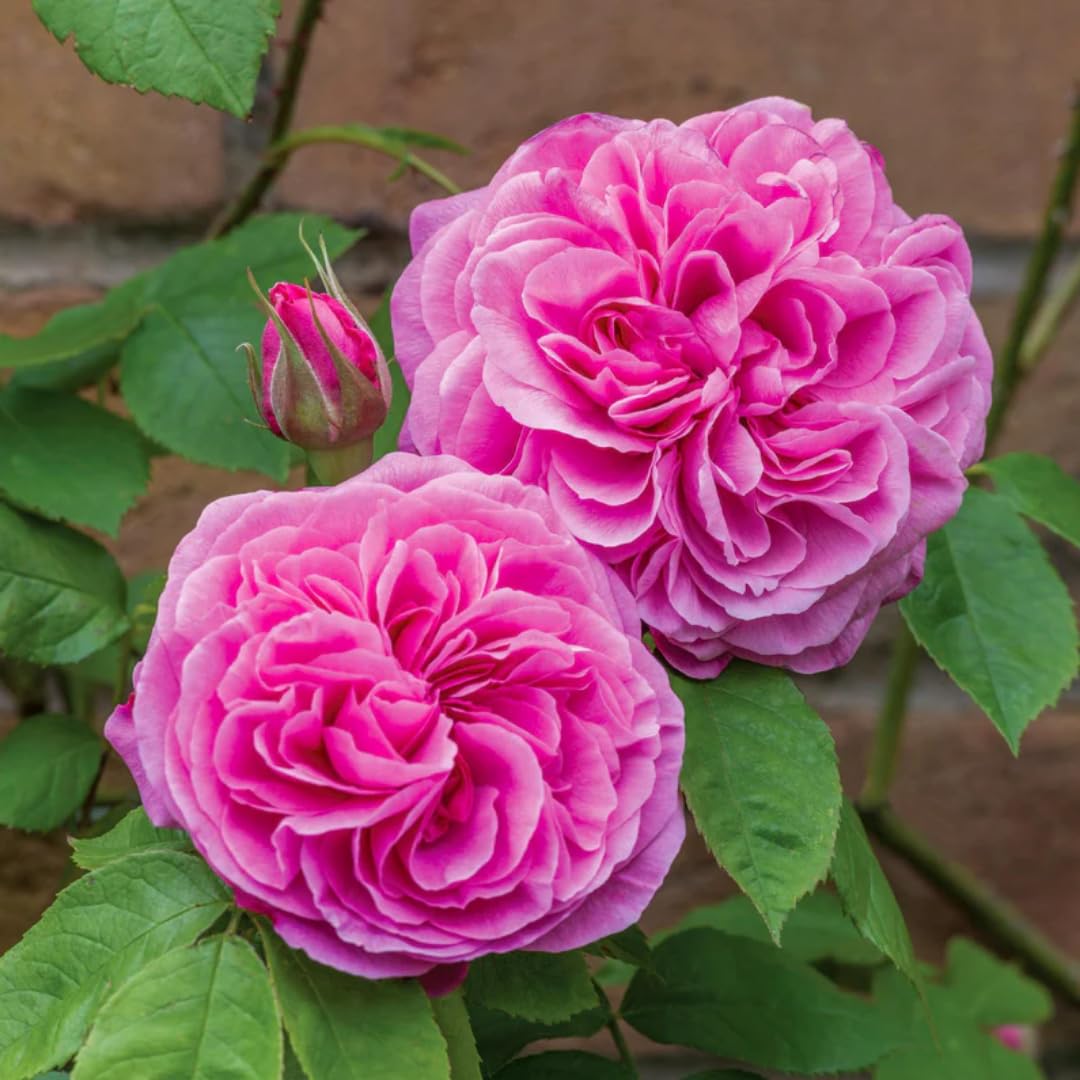 M-Tech Gardens Rare Hybrid Rose Flowering Plant (Cute Girl, Bud Grafted) Exotic 1 Live Flowering Plant (B078TL154J) Amazon Price History, Amazon Price Tracker