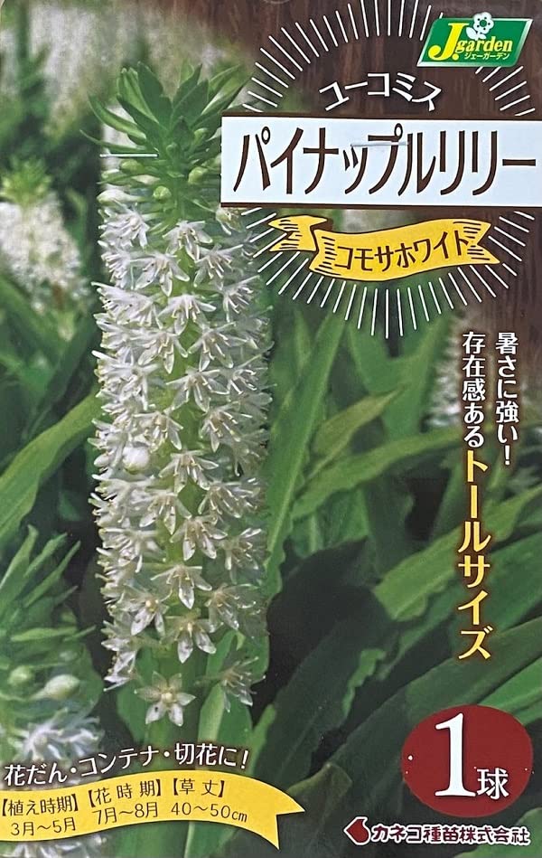 あっくん出品❗ササユリ球根2球・カノコ1球・マツバユリ1球お届け！ Amazon.co.jp: 【花球根】ユーコミス（パイナップルリリー