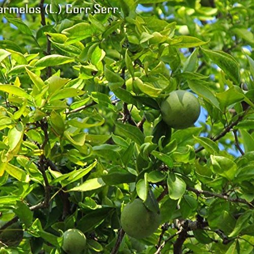 Indian Bael Aegle Marmelos Seeds #TOP1