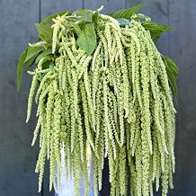 Green Tails Amaranth Annual Flowers for Planting 500 Seeds